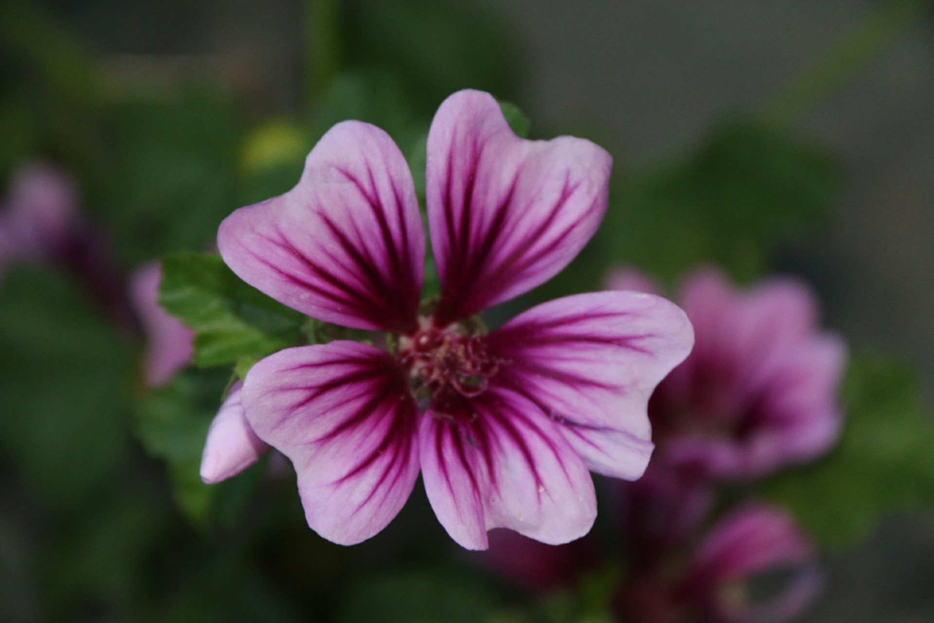 Blomst pent bilde sommer Blomst storkenebb