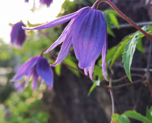 Klematis
