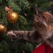 katt og juletre julekule jul